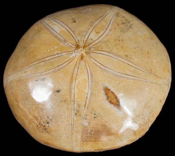 Top Quality Polished Fossil Sand Dollar #10246